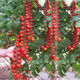 Millennium Tomato Cherry Tomato Seeds Fruits and Vegetables Spring Four Seasons Tomato Crust Potted Garden Balcony Combination Pack 2+Millennium Tomato 300 capsules Fast delivery