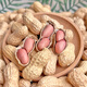 Sowing Mood Four Red Peanut Seeds High Yield Thin-shell Red-skinned Black Peanut Rice Seed Juluhua No. 8 Large Fruit White Sand National Approval National Approval > Four red peanuts original unpacked 100 pieces