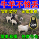 Cattle and sheep locator gps tracker rainproof no need to charge mountainous Beidou animal anti-lost tracking locator 1 pack accurate locator