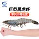 GUO LIAN Guolian Extra Large Black Tiger Shrimp Specifications Monodon shrimp ice-free net weight 2Jin Jin is equal to 0.5kg 16-20 high astaxanthin New Year's gift
