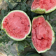 Xiangbin 8424 Kirin seedless Meidu watermelon seeds, fruit melon seedlings, small southern vegetable seedlings, rock sugar Kirin watermelon seeds 50 original seeds