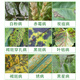 Gramine 6% kasugamycin fungicide, rice blast disease, wildfire canker, gummosis pesticide
