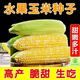 Sweet and crispy fruit corn, sweet and sticky corn, four big sticks, eaten raw in early seasons and grown in the field. Sweet and crispy fruit corn seeds. Sweet and crispy fruit corn seeds, original 1 pack of 40 grains.