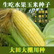 Sweet and crispy fruit corn, sweet and sticky corn, four big sticks, eaten raw in early seasons and grown in the field. Sweet and crispy fruit corn seeds. Sweet and crispy fruit corn seeds, original 1 pack of 40 grains.