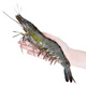 GUO LIAN Guolian Extra Large Black Tiger Shrimp Specifications Monodon shrimp ice-free net weight 2Jin Jin is equal to 0.5kg 16-20 high astaxanthin New Year's gift