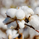 New cotton seed cottonseed kernel household potted plant lazy cotton high-yielding insect-resistant and disease-resistant field planting China Cotton Institute No. 63 seed 50g