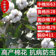 New cotton seed cottonseed kernel household potted plant lazy cotton high-yielding insect-resistant and disease-resistant field planting China Cotton Institute No. 63 seed 50g
