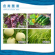 Lanyuesulon 0.1% Thidiazuron grape cucumber melon expansion regulator growth regulator 100g 100g*50