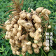 Sowing Mood Four Red Peanut Seeds High Yield Thin-shell Red-skinned Black Peanut Rice Seed Juluhua No. 8 Large Fruit White Sand National Approval National Approval > Four red peanuts original unpacked 100 pieces