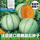 Specialty melon, French Charente mini cantaloupe, imported cold-resistant fruit potted plant, crispy and sweet Charente melon seeds, about 20 pieces, small quantity and expensive price