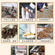 高海拔冬虫夏草正品头期干货虫草3根/克  2根/克多种规格高档礼盒 那曲虫草3根一克30条