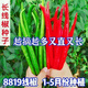 This year's new spicy long-line pepper seeds Erjingtiao 8819 line pepper seeds are planted in spring and autumn. About 200 carefully selected seeds 8819 line pepper seeds