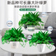 Pothos potted indoor plants for new homes, formaldehyde removal, air purification, hydroponic green plant flowers, long vines, pothos 120# original pots, automatic water absorption, 4 pots + 2 bags of fertilizer