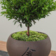 Baya Small-leaf Trichosanthes bonsai ornaments, indoor green plants, flower pots, old piles, living room, office desktop, good plants to grow. Recommended model: Small-leaf Trichosanthes + Shede purple sand pot + moss pavement + base