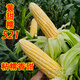 Taurus Star Yellow Sweet Nuo 521 Yellow Glutinous Corn Seeds Northeast Sticky Corn Seeds Sweet Plus Glutinous Yellow Sticky Corn Not Bald Tip Huang Tian Nuo 521 Corn 100g