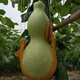 Extra large gourd seeds, giant extra large gourds, extra large gourd seeds, large gourd seeds, giant gourd seeds, extra large, do not choose soil for planting, about 30 seeds, 3 packs