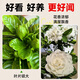 Hua Weng Gardenia Potted Plants Bloom Flowers All Seasons, Saplings, Indoor Green Plants, Easy to Maintain and Live, Jasmine Straight from the Source