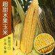 Super sweet fruit corn seeds, big sticks, early maturing, sweet and glutinous, eaten raw in the field all year round. Can be eaten raw. Super sweet fruit corn seeds, artificially selected new species. About 153 seeds (3 packs+)