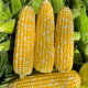 播种心情超甜糯玉米种子黑甜糯粘彩糯水果玉米种籽孑大田高产大棒易活杂交 《国审》黄甜水果玉米1包约50粒 无规格