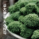 崹艼胖东来品质云南文山三七花官方店旗舰三七花中药材克三七头茬 精选三七花500克 【袋装】
