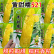 Taurus Star Yellow Sweet Nuo 521 Yellow Glutinous Corn Seeds Northeast Sticky Corn Seeds Sweet Plus Glutinous Yellow Sticky Corn Not Bald Tip Huang Tian Nuo 521 Corn 100g