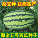 Chihui Zhengza No.5 watermelon seeds old variety flower skin early maturing fruit super sweet melon fruit seeds 8424 seeds Zhengza No.5 watermelon seeds 80 seeds