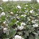 Miao Chongchong Xinjiang Cotton Seeds High Yield Lazy Man Thousand Jin Jin is equal to 0.5 kg Wang Datian Planting Xinjiang High Yield Cotton Seeds This Year's New Seeds Package Selected 100