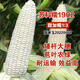 Sukenuo 1902 low-stem and large-stem waxy corn seeds, high-yielding, disease-resistant, super-sweet, fresh-food hybrid field seeds for all seasons. Sukenuo 1902 white sweet glutinous corn seed 500g (short-stem and large-stem)