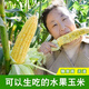 Sweet and crispy fruit corn, sweet and sticky corn, four big sticks, eaten raw in early seasons and grown in the field. Sweet and crispy fruit corn seeds. Sweet and crispy fruit corn seeds, original 1 pack of 40 grains.