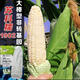 Sukenuo 1902 low-stem and large-stem waxy corn seeds, high-yielding, disease-resistant, super-sweet, fresh-food hybrid field seeds for all seasons. Sukenuo 1902 white sweet glutinous corn seed 500g (short-stem and large-stem)