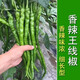 This year's new spicy long-line pepper seeds Erjingtiao 8819 line pepper seeds are planted in spring and autumn. About 200 carefully selected seeds 8819 line pepper seeds