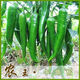 Spicy Spicy Pepper Seeds, Golden Spicy Green Peppers, Pig Intestine Chili Seeds, Potted Vegetable Seeds for Garden Fields and Balconies, Horn Peppers, Slightly Spicy, Buy 3 Get 2 Free, About 1,500 Capsules, 5 Packs
