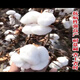 Miao Chongchong Xinjiang Cotton Seeds High Yield Lazy Man Thousand Jin Jin is equal to 0.5 kg Wang Datian Planting Xinjiang High Yield Cotton Seeds This Year's New Seeds Package Selected 100