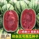 Chihui Zhengza No.5 watermelon seeds old variety flower skin early maturing fruit super sweet melon fruit seeds 8424 seeds Zhengza No.5 watermelon seeds 80 seeds
