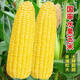 Super sweet fruit corn seeds, big sticks, early maturing, sweet and glutinous, eaten raw in the field all year round. Can be eaten raw. Super sweet fruit corn seeds, artificially selected new species. About 153 seeds (3 packs+)