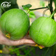 Shouhe Green Skin Melon Seeds Large Whole Melon Shouhe Emerald Melon Seeds 200 capsules/bag