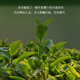 
Shimian Anxi Tieguanyin Tea gift box special grade traces from Anxi core production area authentic Tieguanyin tastes all the orchid rhyme Time masterpiece (3888) Special Tieguanyin Limited collection of classic gift boxes