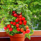 Millennium Tomato Cherry Tomato Seeds Fruits and Vegetables Spring Four Seasons Tomato Crust Potted Garden Balcony Combination Pack 2+Millennium Tomato 300 capsules Fast delivery
