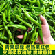 Authentic camphor tree pepper seeds, camphor tree pepper seeds, new pepper seeds, sown in spring and autumn, Zhangshu Harbor courtyard small collection, new seeds, about 208 capsules/