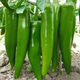 Spicy Spicy Pepper Seeds, Golden Spicy Green Peppers, Pig Intestine Chili Seeds, Potted Vegetable Seeds for Garden Fields and Balconies, Horn Peppers, Slightly Spicy, Buy 3 Get 2 Free, About 1,500 Capsules, 5 Packs