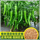 Authentic camphor tree pepper seeds, camphor tree pepper seeds, new pepper seeds, sown in spring and autumn, Zhangshu Harbor courtyard small collection, new seeds, about 208 capsules/