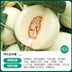 Shouhe white-skinned melon seeds, red-fleshed melons, white melons, new and old melon seeds, vegetable fields, extra-large white sand honey melon seeds, about 50 pieces x 2 bags