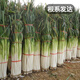 Fengming Yashi Shandong Zhangqiu green onion seeds all-season cold-resistant vegetables field planting long white green onion seeds 10 grams