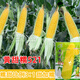 Taurus Star Yellow Sweet Nuo 521 Yellow Glutinous Corn Seeds Northeast Sticky Corn Seeds Sweet Plus Glutinous Yellow Sticky Corn Not Bald Tip Huang Tian Nuo 521 Corn 100g