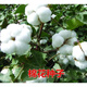 Miao Chongchong Xinjiang Cotton Seeds High Yield Lazy Man Thousand Jin Jin is equal to 0.5 kg Wang Datian Planting Xinjiang High Yield Cotton Seeds This Year's New Seeds Package Selected 100