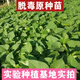 The seedlings are shipped with roots, special for leaf sweet potato seedlings, sweet potato seedlings, sweet potato leaf seedlings, Fushu No. 18, 10 selected seedlings (planted)