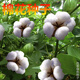 Miao Chongchong Xinjiang Cotton Seeds High Yield Lazy Man Thousand Jin Jin is equal to 0.5 kg Wang Datian Planting Xinjiang High Yield Cotton Seeds This Year's New Seeds Package Selected 100