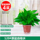 Pothos potted indoor plants for new homes, formaldehyde removal, air purification, hydroponic green plant flowers, long vines, pothos 120# original pots, automatic water absorption, 4 pots + 2 bags of fertilizer