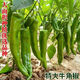 Spicy Spicy Pepper Seeds, Golden Spicy Green Peppers, Pig Intestine Chili Seeds, Potted Vegetable Seeds for Garden Fields and Balconies, Horn Peppers, Slightly Spicy, Buy 3 Get 2 Free, About 1,500 Capsules, 5 Packs