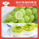 Jingxiansheng Sunshine Rose Grape Green Grape 2-2.5 Jin Jin is equal to 0.5 kg, single fruit is about 10g, fresh fruit